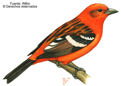 Image of Flame-colored Tanager