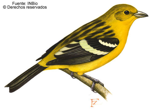 Image of Flame-colored Tanager