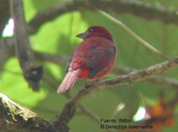 Image of Red Tanager