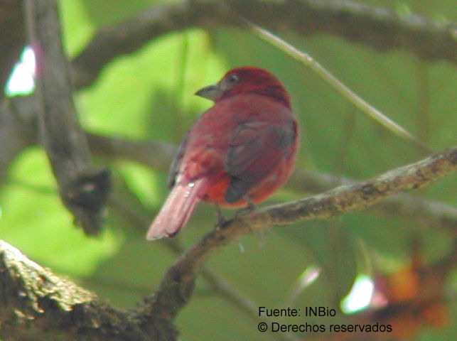 Imagem de Sanhaçu-de-fogo