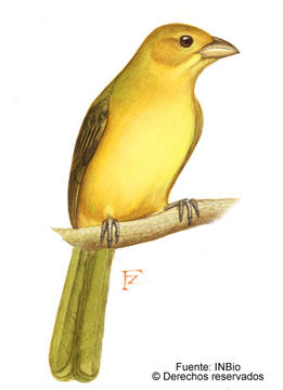 Image of Piranga Vieillot 1808
