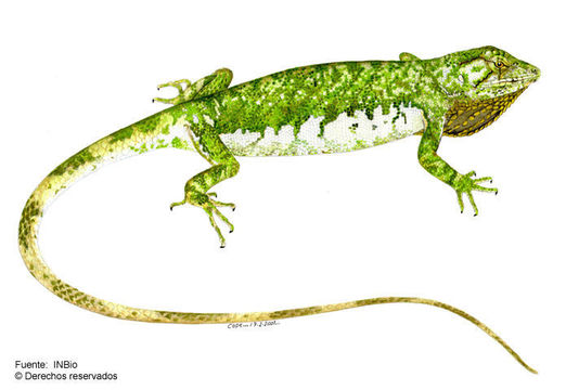 Image of Berthold's Bush Anole