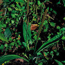Image of Mexican Plantain
