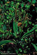 Image of Mexican Plantain