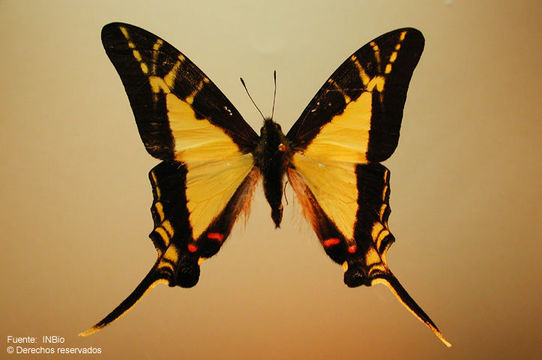 Image of <i>Protographium calliste olbius</i>