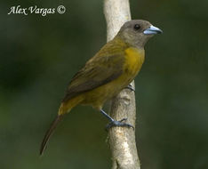 Image of Passerini's Tanager