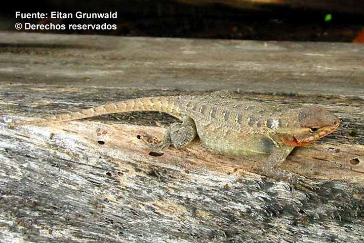 Image of Rose-bellied Lizard