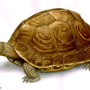 Image of Brown Land Turtle