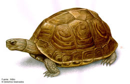 Image of Brown Land Turtle