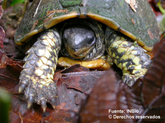 Image of Brown Land Turtle