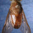 Sivun Stypommisa captiroptera (Krober 1930) kuva
