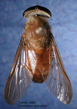 Sivun Stypommisa captiroptera (Krober 1930) kuva