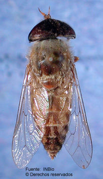 صورة Tabanus claripennis (Bigot 1892)