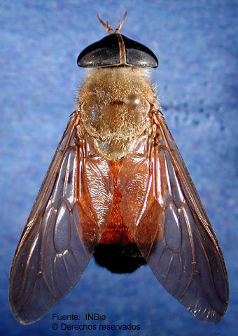 Imagem de Tabanus bigoti Bellardi 1859