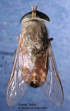 صورة Tabanus commixtus Walker 1860