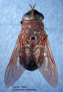 صورة Tabanus punctipleura Hine 1920