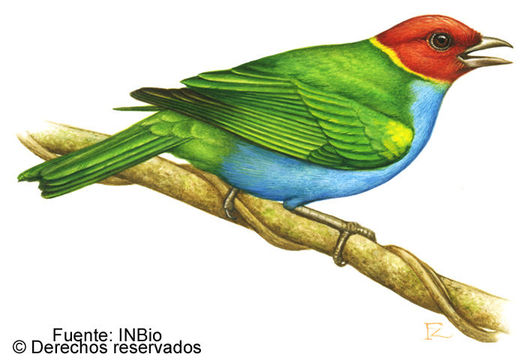 Image of Bay-headed Tanager