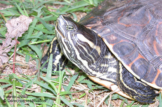 Image of <i>Trachemys scripta</i> (Schoepff 1792)