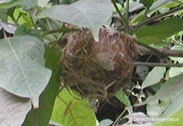 Слика од Vireo flavoviridis (Cassin 1851)