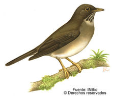 Image of White-throated Robin