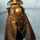 Image de Bolbodimyia erythrocephala (Bigot 1892)