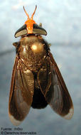 صورة Bolbodimyia erythrocephala (Bigot 1892)