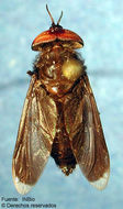 Bolbodimyia erythrocephala (Bigot 1892)的圖片