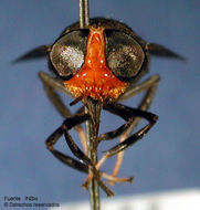 صورة Bolbodimyia erythrocephala (Bigot 1892)