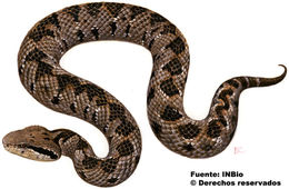 Image of Picado's Pit Viper