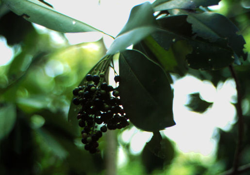 Image of Ardisia scoparia Mez