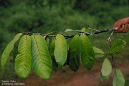 Image de Aspidosperma