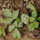 Image of <i>Arrabidaea costaricensis</i> (Kraenzl.)