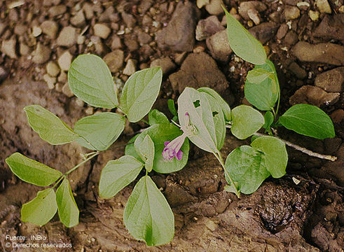 Image of <i>Arrabidaea costaricensis</i> (Kraenzl.)