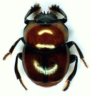Image of Canthon (Canthon) cyanellus Le Conte 1859