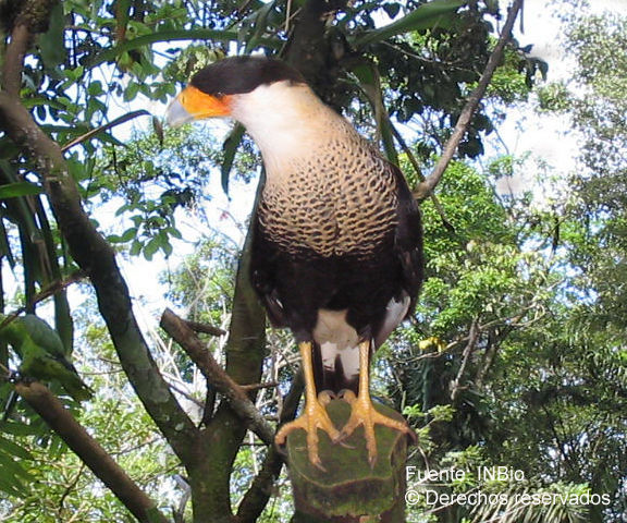 Image of Caracara Merrem 1826