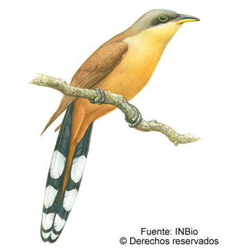 Imagem de Coccyzus ferrugineus Gould 1843