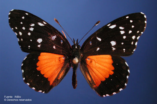 Image of Bordered Patch