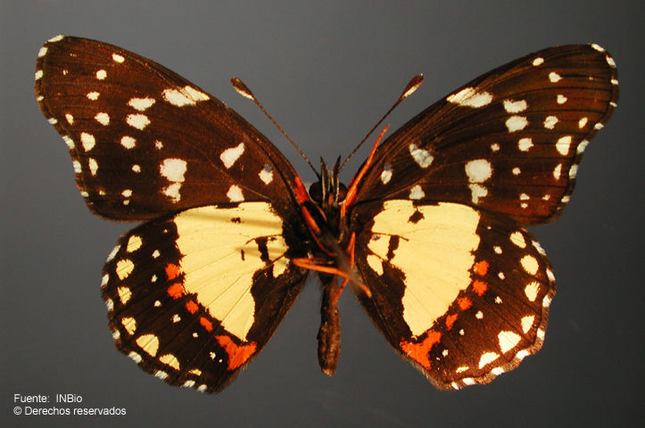 Image of Bordered Patch