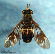 <i>Chrysops nexosus</i> Fairchild 1979的圖片