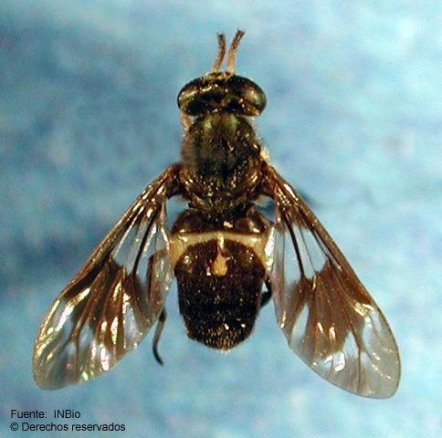 <i>Chrysops nexosus</i> Fairchild 1979的圖片