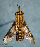 Chrysops scalaratus Bellardi 1859的圖片