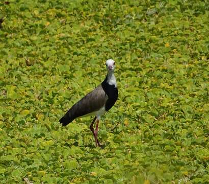 Image of Long-toed Lapwing