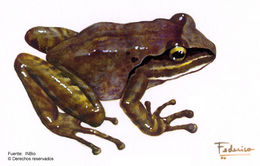 Image of Craugastor talamancae (Dunn 1931)