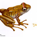 Image of Fleischmann's Robber Frog