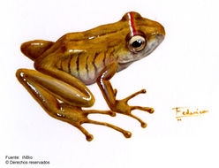 Image of Fleischmann's Robber Frog
