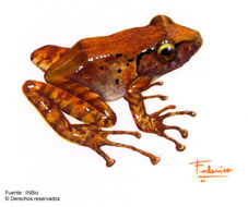 Image of Fitzinger's Robber Frog