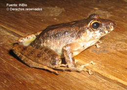 Image of Fitzinger's Robber Frog