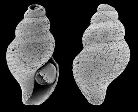 Image of Teretia megalembryon (Dautzenberg & H. Fischer 1896)