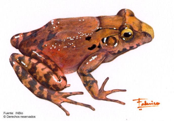 Image of Bransford's Robber Frog