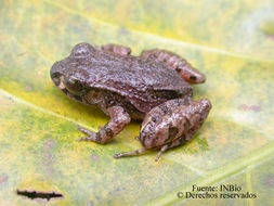 Image of Bransford's Robber Frog